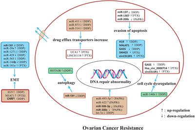 The Emerging Role of Non-coding RNAs in Drug Resistance of Ovarian Cancer